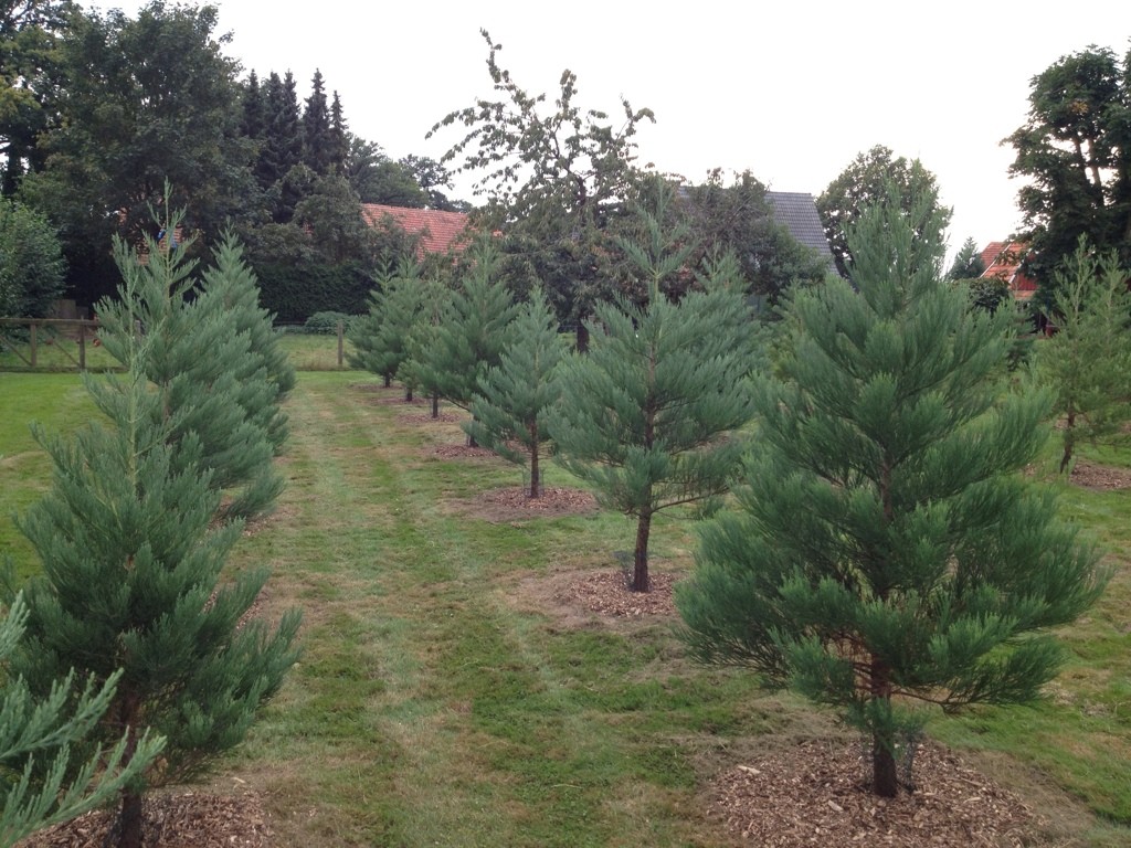 baum2